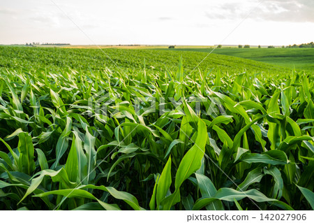 Vibrant green cornfield growing under a bright sky, symbolizing agricultural abundance and natural rural landscape Vibrant green cornfield growing under a bright sky, symbolizing agricultural abundance and natural rural landscape 142027906