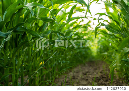 Lush green cornfield path during summer, showing agriculture, sustainable farming, and healthy crop growth in rural nature Lush green cornfield path during summer, showing agriculture, sustainable farming, and healthy crop growth in rural nature 142027910