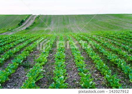 Young green seedlings growing in neat rows on fertile farmland creating a vibrant agriculture landscape Young green seedlings growing in neat rows on fertile farmland creating a vibrant agriculture landscape 142027912