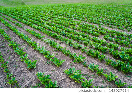Sugar beet seedlings growing in parallel rows on farmland, emphasizing agriculture, cultivation, and sustainable food production Sugar beet seedlings growing in parallel rows on farmland, emphasizing agriculture, cultivation, and sustainable food production 142027914