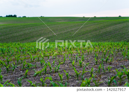 Young corn crops growing in rows on agricultural field during spring season, green landscape with hills Young corn crops growing in rows on agricultural field during spring season, green landscape with hills 142027917