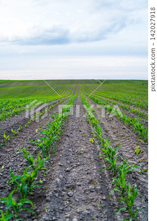 Green corn shoots emerging from fertile soil, forming neat rows extending into the distance under an overcast sky Green corn shoots emerging from fertile soil, forming neat rows extending into the distance under an overcast sky 142027918