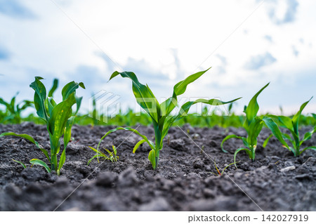 Young corn plants growing in dark soil under a bright sky, symbolizing agriculture, growth, and farming Young corn plants growing in dark soil under a bright sky, symbolizing agriculture, growth, and farming 142027919