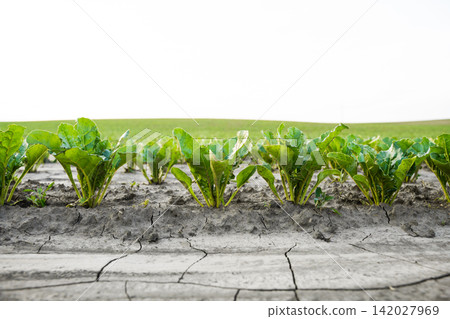 Young sugar beet plants growing in dry, cracked soil, showing drought impact on agriculture and farming Young sugar beet plants growing in dry, cracked soil, showing drought impact on agriculture and farming 142027969