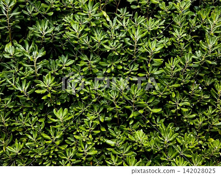 Pittosporum tobira (background material) Pittosporum tobira (background material) 142028025