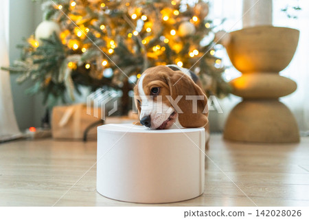 Funny cute puppy dog beagle with gift box playing near Christmas tree at home indoor. Preparation for holiday. Pet dog resting at home with Christmas decorations. Happy Merry Christmas concept Funny cute puppy dog beagle with gift box playing near Christmas tree at home indoor. Preparation for holiday. Pet dog resting at home with Christmas decorations. Happy Merry Christmas concept 142028026