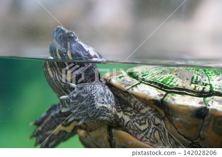 Striped Red Eared Slider Turtle Swimming in Aquarium Water Striped Red Eared Slider Turtle Swimming in Aquarium Water 142028206