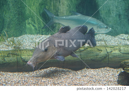 Large Predatory Fish in Freshwater Aquarium Large Predatory Fish in Freshwater Aquarium 142028217