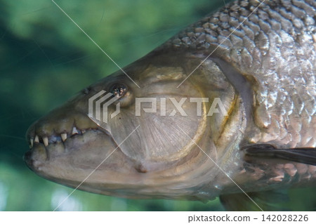 Underwater view of a fierce Goliath Tigerfish Underwater view of a fierce Goliath Tigerfish 142028226