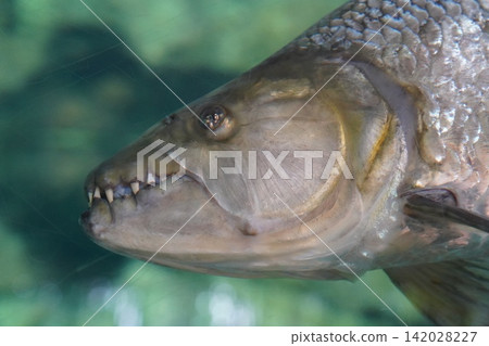 Goliath Tigerfish Fierce Predator Close Up Underwater Goliath Tigerfish Fierce Predator Close Up Underwater 142028227