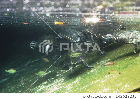 Spotted Turtles Swimming with Small Fish Underwater Spotted Turtles Swimming with Small Fish Underwater 142028233