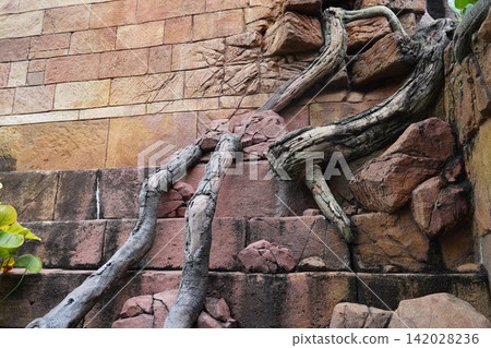 Ancient tree roots intertwine with an old stone wall Ancient tree roots intertwine with an old stone wall 142028236