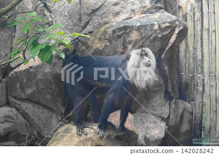 Lion Tailed Macaque monkey in rocky zoo enclosure Lion Tailed Macaque monkey in rocky zoo enclosure 142028242