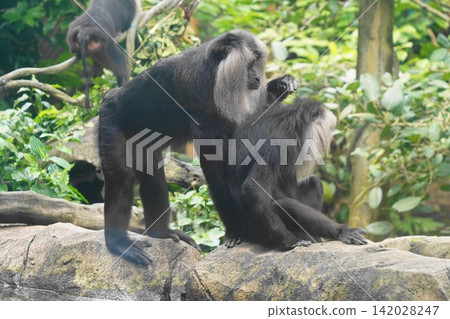Two Lion Tailed Macaques Grooming in Natural Environment Two Lion Tailed Macaques Grooming in Natural Environment 142028247