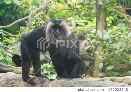 Two majestic Lion-tailed Macaques in natural setting Two majestic Lion-tailed Macaques in natural setting 142028248