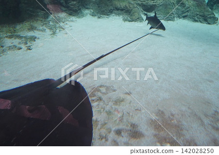 Underwater Stingray and Fish in Clear Sandy Aquarium Underwater Stingray and Fish in Clear Sandy Aquarium 142028250