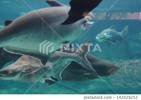 Pangasius fish swimming in a freshwater aquarium Pangasius fish swimming in a freshwater aquarium 142028252