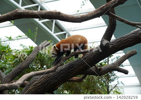 Red Panda walking on tree branches in a zoo habitat Red Panda walking on tree branches in a zoo habitat 142028259