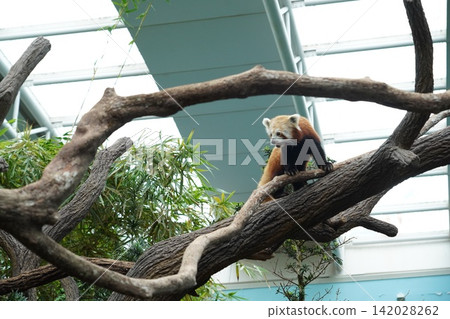 Curious Red Panda Exploring Branches Indoors Curious Red Panda Exploring Branches Indoors 142028262