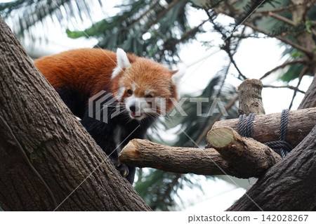 Cute Red Panda in a Tree Wild Animal Portrait Cute Red Panda in a Tree Wild Animal Portrait 142028267