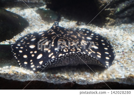 Stunning Ocellate River Stingray Resting on Sandy Bottom Stunning Ocellate River Stingray Resting on Sandy Bottom 142028280