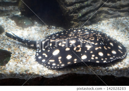 Black and white spotted freshwater stingray Black and white spotted freshwater stingray 142028283