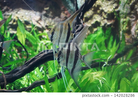 Angelfish swimming gracefully in a vibrant aquarium Angelfish swimming gracefully in a vibrant aquarium 142028286