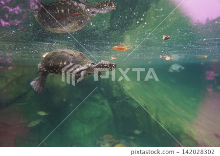 Underwater View of Spotted Turtle Swimming Gracefully Underwater View of Spotted Turtle Swimming Gracefully 142028302