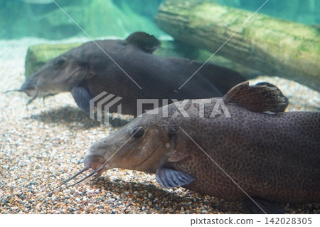 Large Pleco Catfish Swimming in Freshwater Aquarium Large Pleco Catfish Swimming in Freshwater Aquarium 142028305
