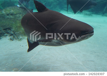 Large Dark Fish Swimming in Clear Aquarium Water Large Dark Fish Swimming in Clear Aquarium Water 142028307