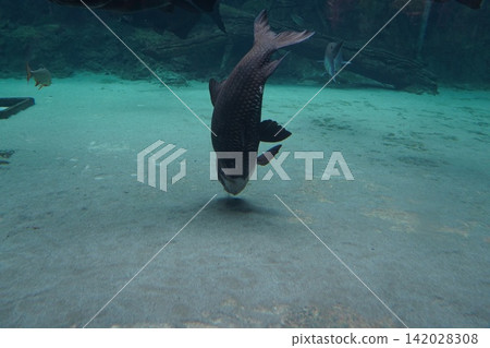 Dark fish exploring sandy bottom of clear water Dark fish exploring sandy bottom of clear water 142028308