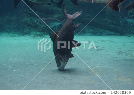 Large freshwater carp fish foraging underwater Large freshwater carp fish foraging underwater 142028309