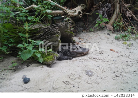 Dwarf Caiman Resting by Log in Sandy Enclosure 142028314