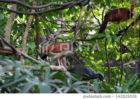 Great Curassows Foraging in a Lush Tropical Forest Great Curassows Foraging in a Lush Tropical Forest 142028326