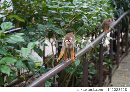Cute Squirrel Monkey Walks on Railing in Green Forest Cute Squirrel Monkey Walks on Railing in Green Forest 142028328