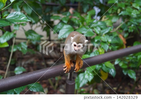 Cute Squirrel Monkey on Rail in Lush Green Habitat Cute Squirrel Monkey on Rail in Lush Green Habitat 142028329