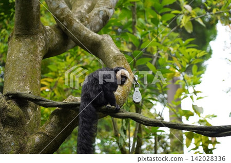White-faced Saki Monkey in a Lush Jungle Tree White-faced Saki Monkey in a Lush Jungle Tree 142028336