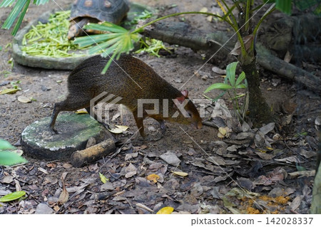 Agouti and Tortoise Foraging on Forest Floor Agouti and Tortoise Foraging on Forest Floor 142028337