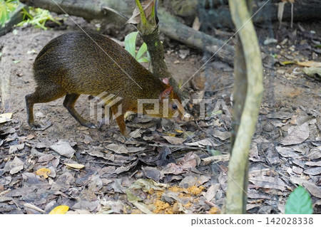 Central American Agouti Foraging in Natural Habitat Central American Agouti Foraging in Natural Habitat 142028338