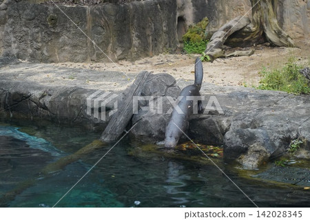 Giant Otter Entering Water Habitat at Zoo Exhibit 142028345