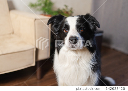 Funny portrait cute puppy dog border collie indoor. Pet dog resting at home. Puppy dog indoors in domestic room. Funny emotional dog having playful mood. Love for pets friendship companion pet care Funny portrait cute puppy dog border collie indoor. Pet dog resting at home. Puppy dog indoors in domestic room. Funny emotional dog having playful mood. Love for pets friendship companion pet care 142028420