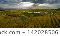 Panoramic view of flooded rice fields and reeds in Marjal de Pego Oliva Natural Park during sunset under a cloudy sky 142028506
