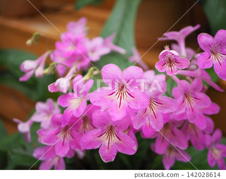Vibrant pink Streptocarpus flowers Vibrant pink Streptocarpus flowers 142028614