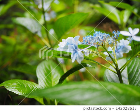 Beautifully blooming double hydrangeas and a sophisticated bokeh background. Beautifully blooming double hydrangeas and a sophisticated bokeh background. 142028615