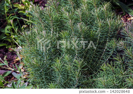 Atlas Cedar Cedrus atlantica with Blue Green Needles and Fresh Spring Growth Atlas Cedar Cedrus atlantica with Blue Green Needles and Fresh Spring Growth 142028648
