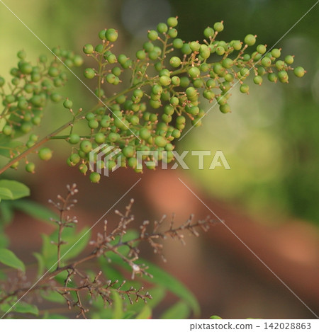 Fresh Green Berries on a Branch Fresh Green Berries on a Branch 142028863