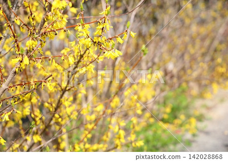Spring flowers: Forsythia blossoms in full bloom Spring flowers: Forsythia blossoms in full bloom 142028868