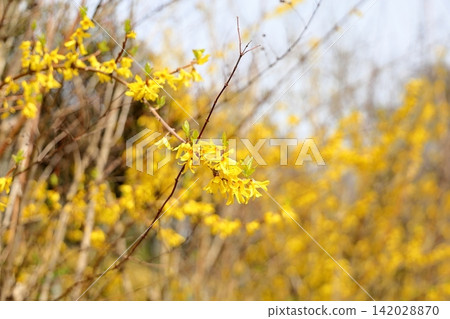 春花:連翹盛開。 春花:連翹盛開。 142028870