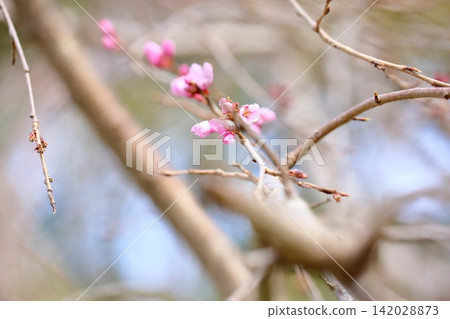 The Miharu Takizakura cherry blossoms are beginning to bloom. The Miharu Takizakura cherry blossoms are beginning to bloom. 142028873