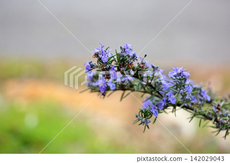 Refreshing rosemary flower Refreshing rosemary flower 142029043